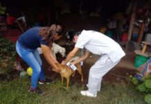 Promueve Bienestar Animal tenencia responsable y prevención de accidentes de mascotas