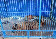 Coadyuva Instituto de Bienestar Animal a decomiso de especies maltratadas en circo.