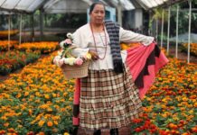 Promueve SDR consumo de cempasúchil para temporada de Día de Muertos.