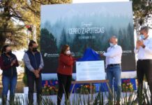 Plantan Gobierno del Estado y Volkswagen 20 mil árboles en el Zapotecas