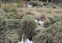 Recibirá Medio Ambiente árboles utilizados en celebraciones decembrinas
