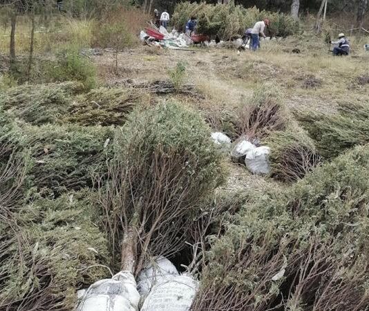 La Secretaría de Desarrollo Rural no libera los recursos para las actividades de control de enfermedades agropecuarias.