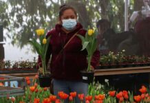 Inaugura SDR temporada de tulipán con productores de Atlixco