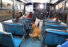 Suspende SMT concesión de Galgos del Sur por percance vial