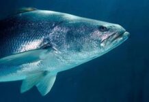 México da un paso más hacia la protección de la vaquita marina y la totoaba ante la Cites