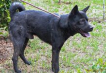 Tras rescate, Medio Ambiente rehabilita dos perros víctimas de maltrato