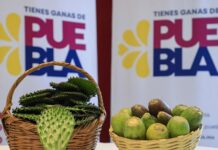 Invita Acatzingo a Feria de la Tuna y el Nopal