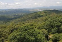 Gobierno Estatal protege 859 hectáreas más en “Flor del Bosque”