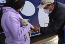 Ayuntamiento de Puebla trabaja por el bienestar animal.
