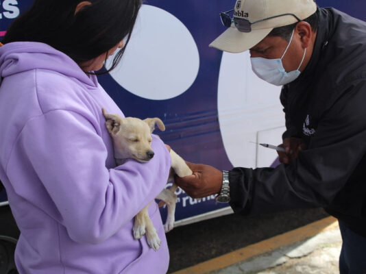 Ayuntamiento de Puebla trabaja por el bienestar animal.