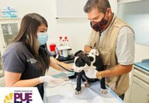 De manera precautoria rescatan un perro víctima de crueldad