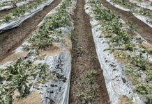 Prevalecerá tercera onda de calor en Puebla: SEGOB