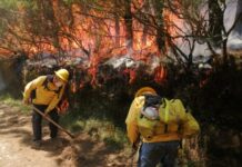 Extinguidos 282 incendios forestales en más de cuatro meses: Medio Ambiente