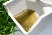 Sin casos de dengue ni decesos en las últimas 24 horas: Salud