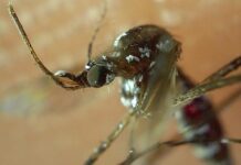 Puebla, sin decesos ni nuevos contagios de dengue en últimas 24 horas: Salud