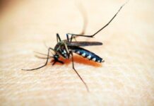 Sin registro de nuevos contagios ni defunciones por dengue: Salud