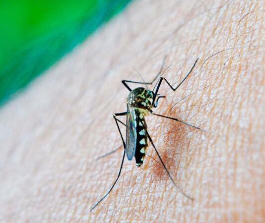 Izúcar de Matamoros, municipio con más casos de dengue en Puebla: Salud