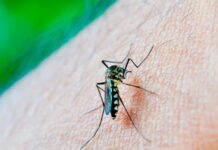 Sin contagios ni defunciones por dengue en Puebla durante las últimas 24 horas: Salud