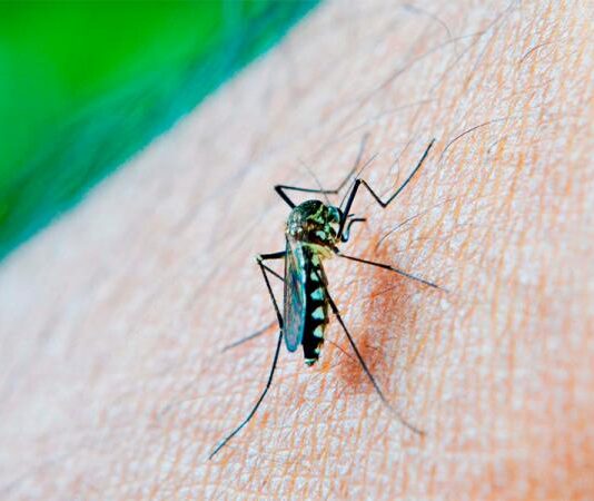 Sin contagios ni defunciones por dengue en Puebla durante las últimas 24 horas: Salud
