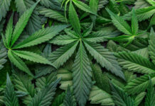 Desestima la SCJN la declaración de inconstitucionalidad de preceptos que prohíben la siembra, cultivo y cosecha de cannabis