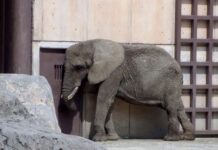 SEMARNAT y PROFEPA deben hacerse cargo del bienestar de la elefanta Ely: SCJN