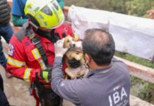 Rescatan canino atrapado en barranca