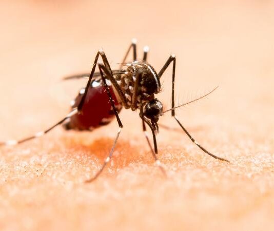 Puebla refuerza llamado a acudir al médico ante síntomas de dengue.