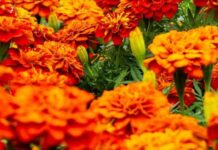 Arranca la temporada de flor de cempasúchil en Puebla