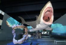 Museo de la Evolución resguarda colección científica más importantes del estado.