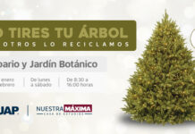 Colecta BUAP árboles de Navidad para elaboración de composta.
