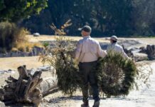 Gobierno de la Ciudad y Africam Safari inician campaña de reciclaje de árboles de Navidad.
