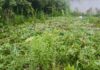 En Atempan, Seguridad Pública localiza predio con cultivos de amapola y marihuana.