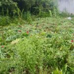 En Atempan, Seguridad Pública localiza predio con cultivos de amapola y marihuana.