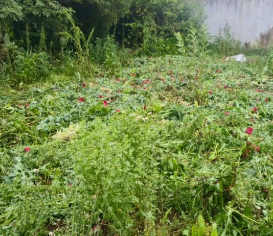 En Atempan, Seguridad Pública localiza predio con cultivos de amapola y marihuana.