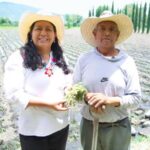 Puebla fortalece la producción de flor de cempasúchil para Día de Muertos.