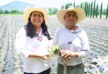 Puebla fortalece la producción de flor de cempasúchil para Día de Muertos.