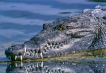 ¡Cuidado! Reportan presencia de un cocodrilo en el lago de Valsequillo.