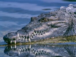 ¡Cuidado! Reportan presencia de un cocodrilo en el lago de Valsequillo.