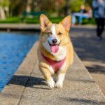 Adopta Fest promoverá la adopción responsable y bienestar animal.