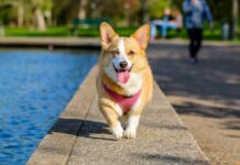 Adopta Fest promoverá la adopción responsable y bienestar animal.