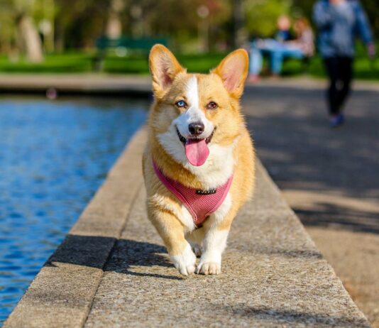 Adopta Fest promoverá la adopción responsable y bienestar animal.