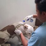 SEDIF asegura a canina víctima de crueldad.