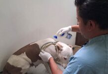 SEDIF asegura a canina víctima de crueldad.