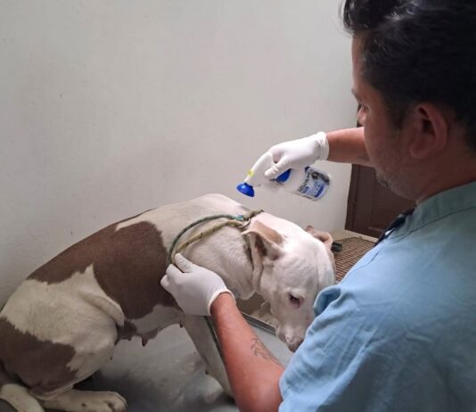 SEDIF asegura a canina víctima de crueldad.