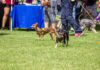 18 adopciones es el resultado de la segunda edición del Adopta Fest en el Ecoparque Metropolitano.