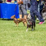 18 adopciones es el resultado de la segunda edición del Adopta Fest en el Ecoparque Metropolitano.