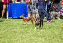 18 adopciones es el resultado de la segunda edición del Adopta Fest en el Ecoparque Metropolitano.