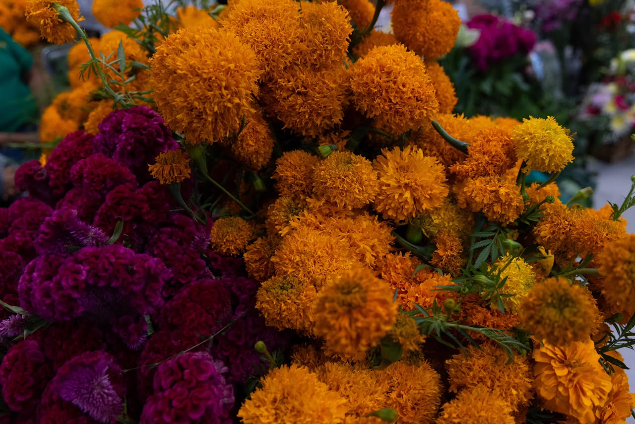 Puebla_florece_como_principal_productor_de_cempasúchil_en_México_(7)